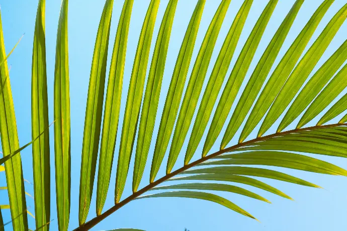 a close up of a palm leaf against a blue sky