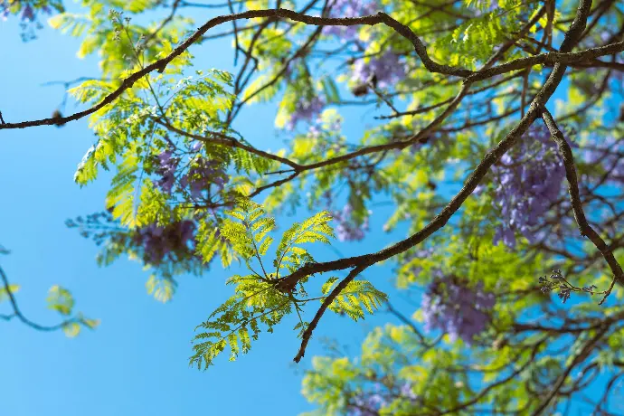 the branches of a tree with purple flowers against a blue sky