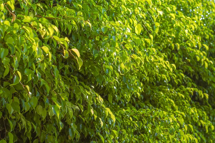 a green bush with lots of leaves on it