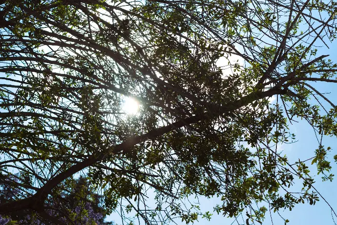 the sun shines through the branches of a tree