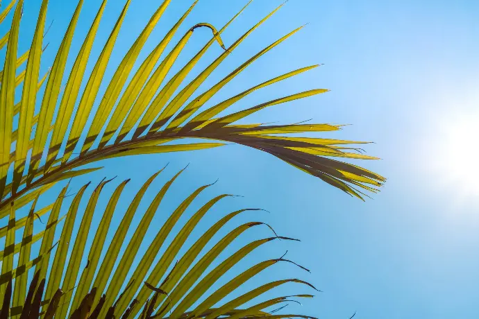 a close up of a palm tree with the sun in the background